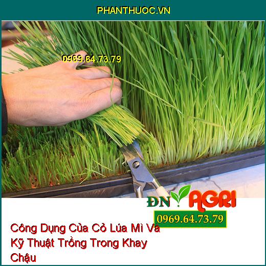 Công Dụng Của Cỏ Lúa Mì Và Kỹ Thuật Trồng Trong Khay Chậu