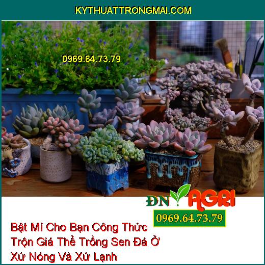 Bật Mí Cho Bạn Công Thức Trộn Giá Thể Trồng Sen Đá Ở Xứ Nóng Và Xứ Lạnh