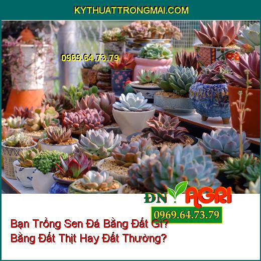 Bạn Trồng Sen Đá Bằng Đất Gì? Bằng Đất Thịt Hay Đất Thường?