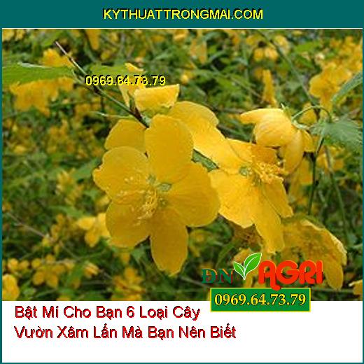 Bật Mí Cho Bạn 6 Loại Cây Vườn Xâm Lấn Mà Bạn Nên Biết