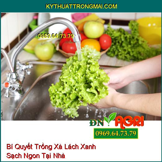 Bí Quyết Trồng Xà Lách Xanh Sạch Ngon Tại Nhà