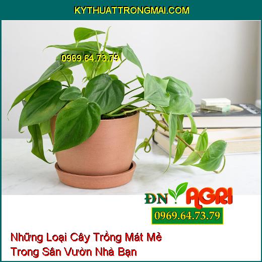 Những Loại Cây Trồng Mát Mẻ Trong Sân Vườn Nhà Bạn