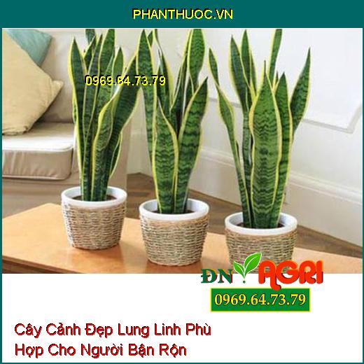 7 Loại Cây Cảnh Đẹp Lung Linh Phù Hợp Cho Người Bận Rộn Không Có Thời Gian Chăm Sóc