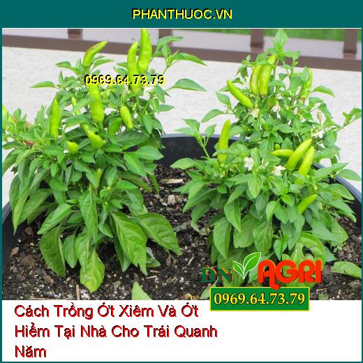 Cách Trồng Ớt Xiêm Và Ớt Hiểm Tại Nhà Cho Trái Quanh Năm 