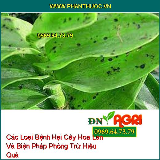 Các Loại Bệnh Hại Cây Hoa Lan Và Biện Pháp Phòng Trừ Hiệu Quả