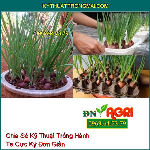 Chia Sẻ Kỹ Thuật Trồng Hành Ta Cực Kỳ Đơn Giản