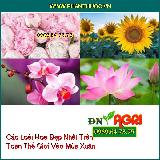 Các Loài Hoa Đẹp Nhất Trên Toàn Thế Giới Vào Mùa Xuân