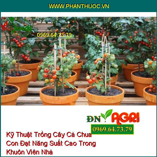 Kỹ Thuật Trồng Cây Cà Chua Con Đạt Năng Suất Cao Trong Khuôn Viên Nhà