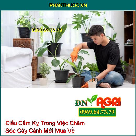 4 Điều Cấm Kỵ Trong Việc Chăm Sóc Cây Cảnh Mới Mua Về 