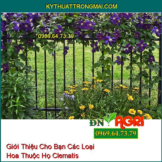 Giới Thiệu Cho Bạn Các Loại Hoa Thuộc Họ Clematis