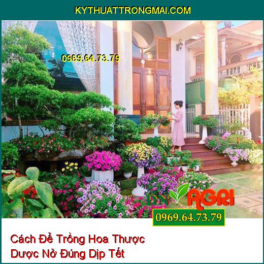 Cách Để Trồng Hoa Thược Dược Nở Đúng Dịp Tết