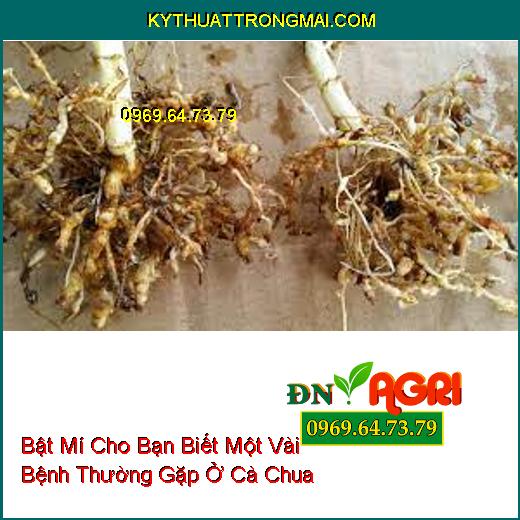 Bật Mí Cho Bạn Biết Một Vài Bệnh Thường Gặp Ở Cà Chua