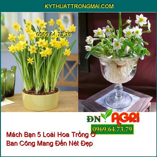 Mách Bạn 5 Loài Hoa Trồng Ở Ban Công Mang Đến Nét Đẹp Cho Vườn Nhà Bạn