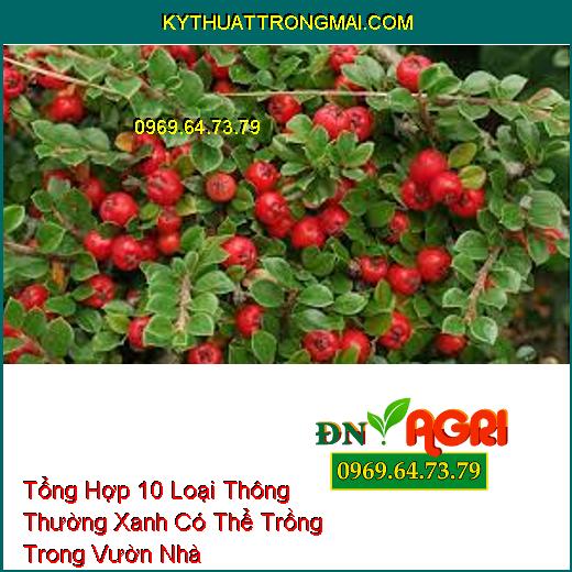 Tổng Hợp 10 Loại Thông Thường Xanh Có Thể Trồng Trong Vườn Nhà