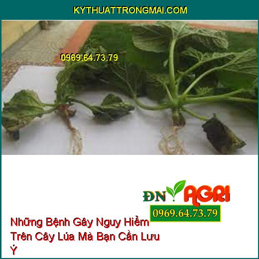 Những Bệnh Gây Nguy Hiểm Trên Cây Lúa Mà Bạn Cần Lưu Ý