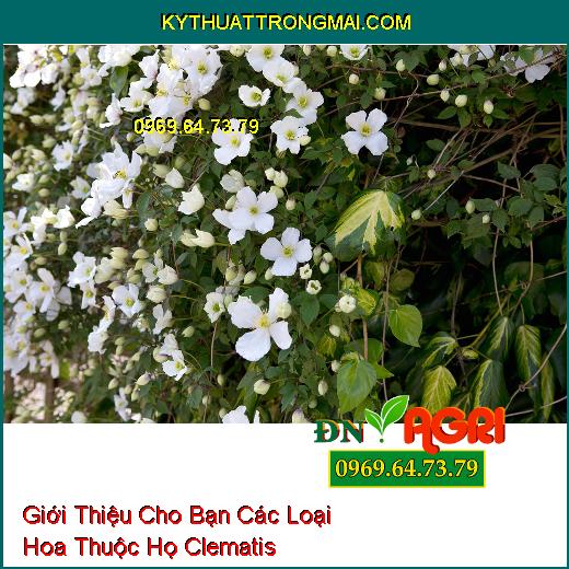 Giới Thiệu Cho Bạn Các Loại Hoa Thuộc Họ Clematis