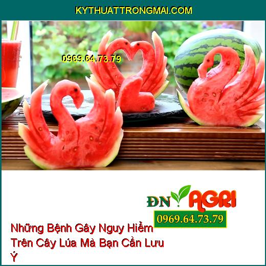 Những Bệnh Gây Nguy Hiểm Trên Cây Lúa Mà Bạn Cần Lưu Ý