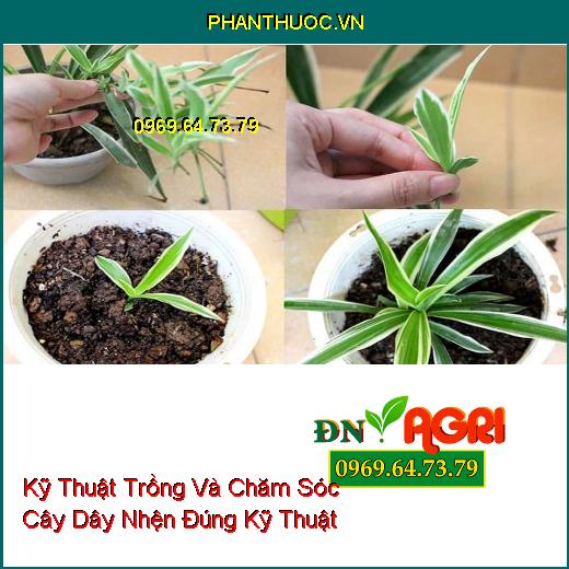 Kỹ Thuật Trồng Và Chăm Sóc Cây Dây Nhện Đúng Kỹ Thuật