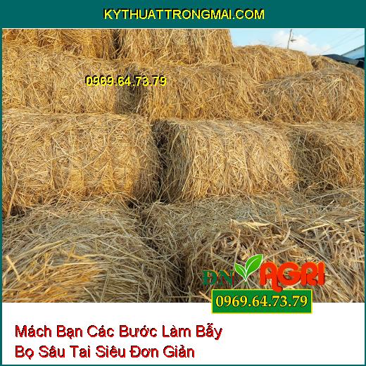 Mách Bạn Các Bước Làm Bẫy Bọ Sâu Tai Siêu Đơn Giản