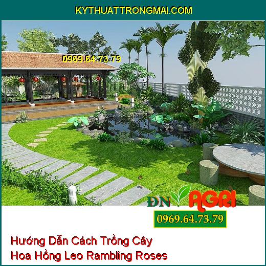 Hướng Dẫn Cách Trồng Cây Hoa Hồng Leo Rambling Roses