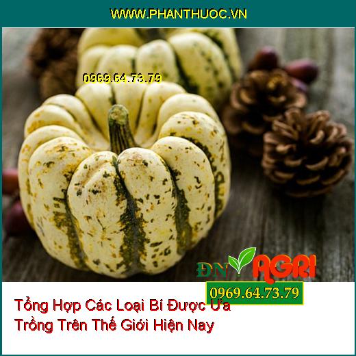 Tổng Hợp Các Loại Bí Được Ưa Trồng Trên Thế Giới Hiện Nay