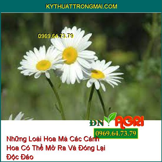 Những Loài Hoa Mà Các Cánh Hoa Có Thể Mở Ra Và Đóng Lại Độc Đáo