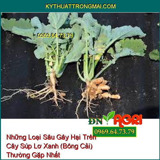 Những Loại Sâu Gây Hại Trên Cây Súp Lơ Xanh (Bông Cải) Thường Gặp Nhất