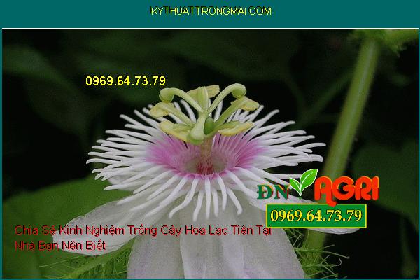 Chia Sẻ Kinh Nghiệm Trồng Cây Hoa Lạc Tiên Tại Nhà Bạn Nên Biết