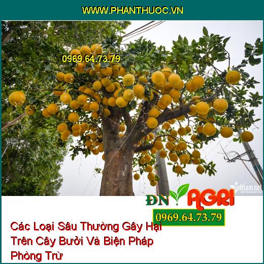 Các Loại Sâu Thường Gây Hại Trên Cây Bưởi Và Biện Pháp Phòng Trừ