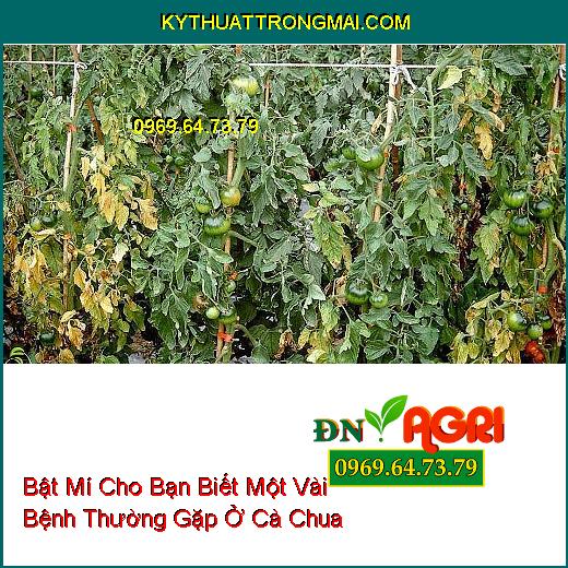 Bật Mí Cho Bạn Biết Một Vài Bệnh Thường Gặp Ở Cà Chua