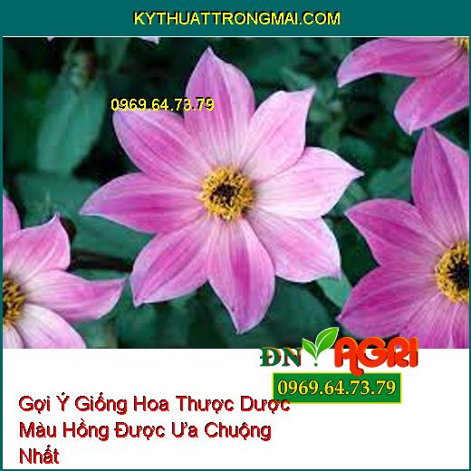 Gợi Ý Giống Hoa Thược Dược Màu Hồng Được Ưa Chuộng Nhất