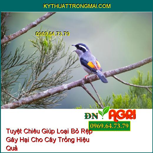 Tuyệt Chiêu Giúp Loại Bỏ Rệp Gây Hại Cho Cây Trồng Hiệu Quả