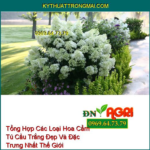 Tổng Hợp Các Loại Hoa Cẩm Tú Cầu Trắng Đẹp Và Đặc Trưng Nhất Thế Giới 