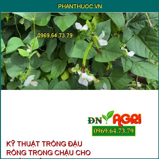 KỸ THUẬT TRỒNG ĐẬU RỒNG TRONG CHẬU CHO NHIỀU TRÁI