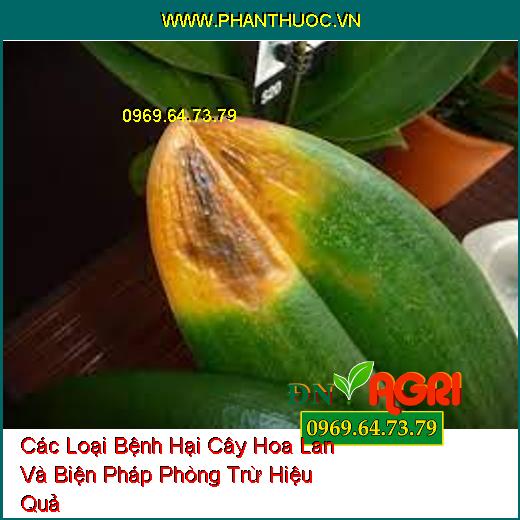 Các Loại Bệnh Hại Cây Hoa Lan Và Biện Pháp Phòng Trừ Hiệu Quả