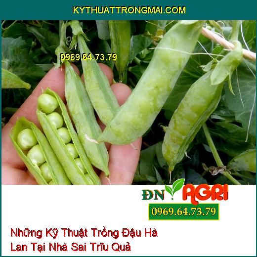 Những Kỹ Thuật Trồng Đậu Hà Lan Tại Nhà Sai Trĩu Quả Mà Chất Lượng