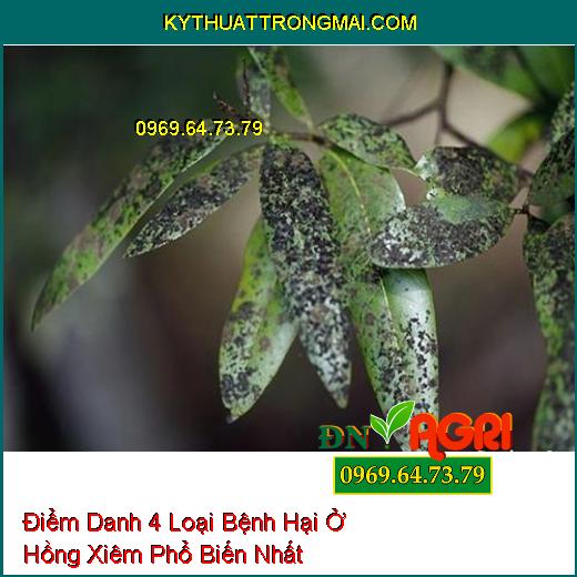 Điểm Danh 4 Loại Bệnh Hại Ở Hồng Xiêm Phổ Biến Nhất