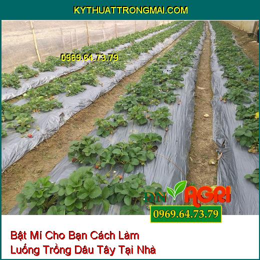 Bật Mí Cho Bạn Cách Làm Luống Trồng Dâu Tây Tại Nhà Mà Ai Cũng Phải Biết