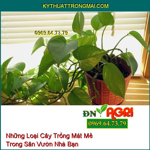 Những Loại Cây Trồng Mát Mẻ Trong Sân Vườn Nhà Bạn