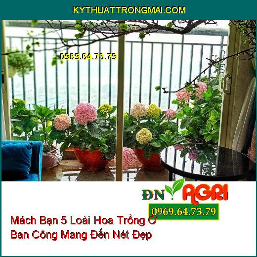 Mách Bạn 5 Loài Hoa Trồng Ở Ban Công Mang Đến Nét Đẹp Cho Vườn Nhà Bạn