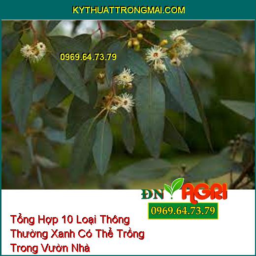 Tổng Hợp 10 Loại Thông Thường Xanh Có Thể Trồng Trong Vườn Nhà