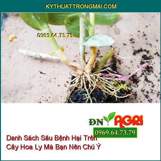 Danh Sách Sâu Bệnh Hại Trên Cây Hoa Ly Mà Bạn Nên Chú Ý