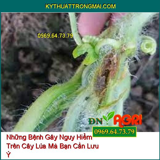 Những Bệnh Gây Nguy Hiểm Trên Cây Lúa Mà Bạn Cần Lưu Ý