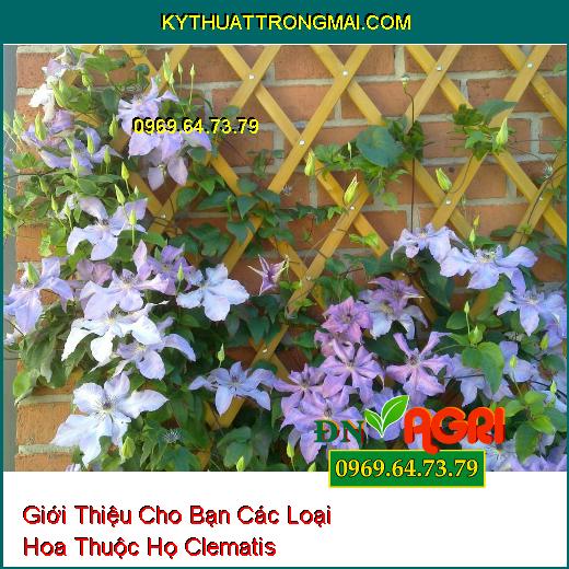 Giới Thiệu Cho Bạn Các Loại Hoa Thuộc Họ Clematis