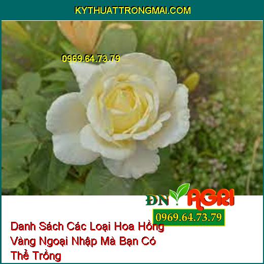 Danh Sách Các Loại Hoa Hồng Vàng Ngoại Nhập Mà Bạn Có Thể Trồng  