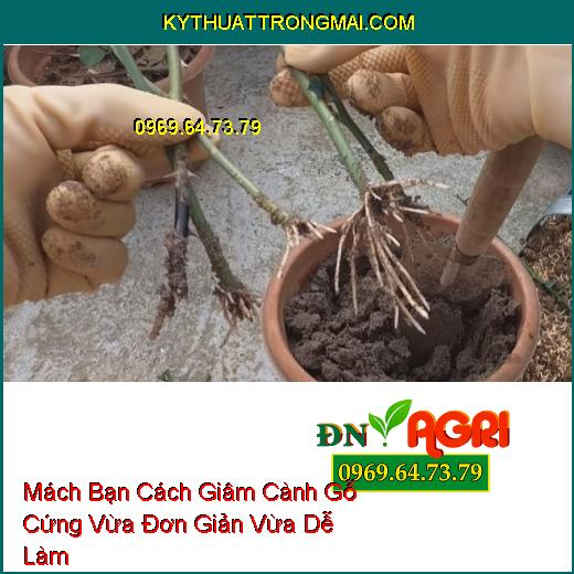 Mách Bạn Cách Giâm Cành Gỗ Cứng Vừa Đơn Giản Vừa Dễ Làm