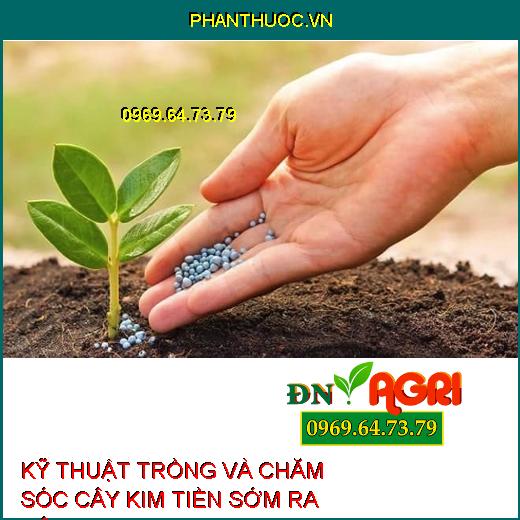 KỸ THUẬT TRỒNG VÀ CHĂM SÓC CÂY KIM TIỀN SỚM RA BÔNG