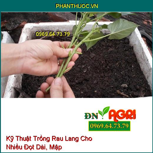 Kỹ Thuật Trồng Rau Lang Cho Nhiều Đọt Dài, Mập