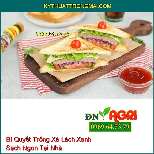 Bí Quyết Trồng Xà Lách Xanh Sạch Ngon Tại Nhà