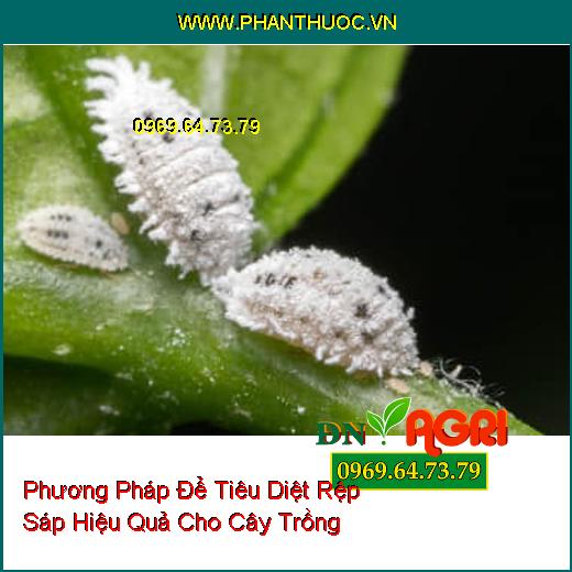 Phương Pháp Để Tiêu Diệt Rệp Sáp Hiệu Quả Cho Cây Trồng